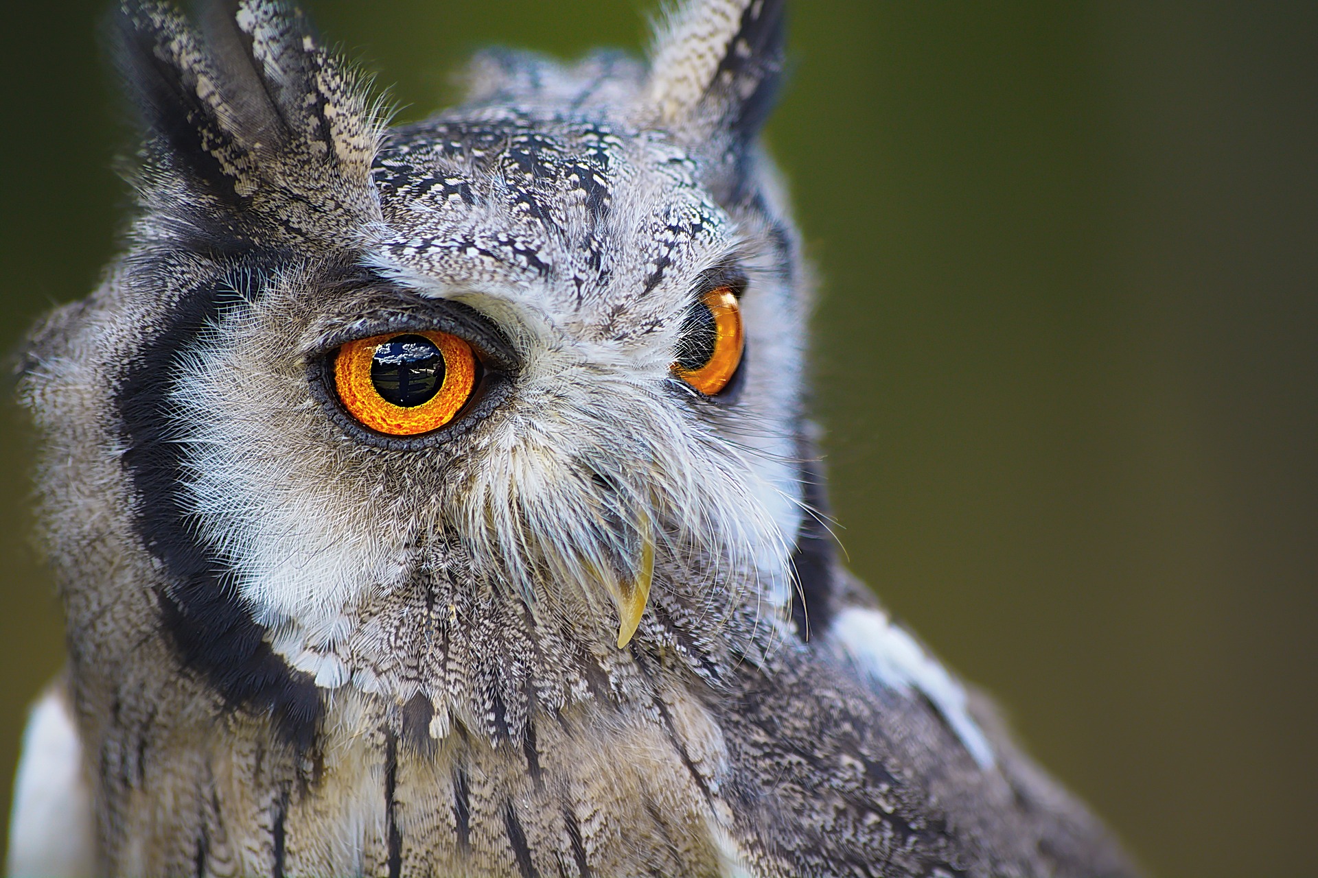 owl garden studios staff 7
